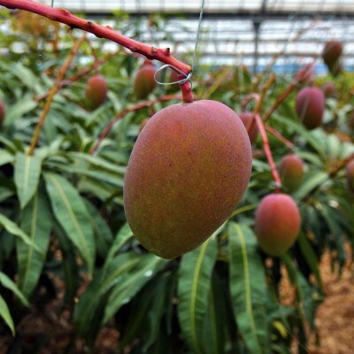 【2025年6月頃から順次発送】高平農園の完熟アップルマンゴー秀品 1kg(2～3玉)