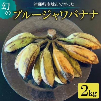 【2025年8月から順次発送・希少品種】南城市で育った幻のブルージャワバナナ2kg