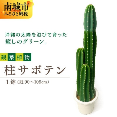 柱サボテン