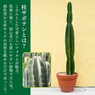 柱サボテン
