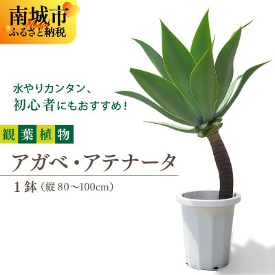 アガベ・アテナータ