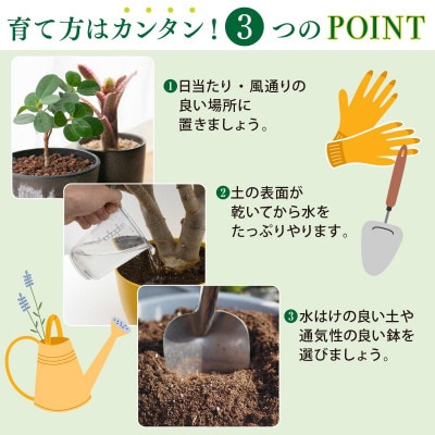 アガベ・アテナータ