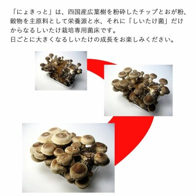 しいたけ栽培キット　にょきっと　4個セット