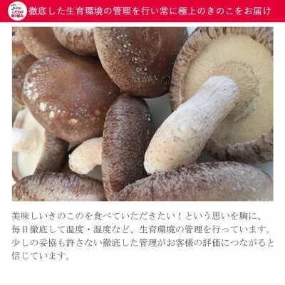 厳選!新居浜産菌床生しいたけ 約1kg