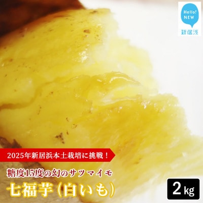 【先行受付】新居大島の遺伝子を受け継ぐさつまいも 七福芋(白いも) 新居大島原産 本土栽培品 2kg