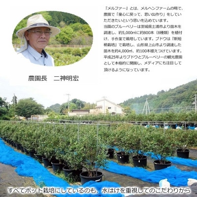 メルファーふたがみの完熟手作りブルーベリージャム(180g入)3瓶セット