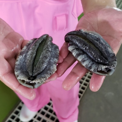 鮑(あわび)油味噌　桐箱付き