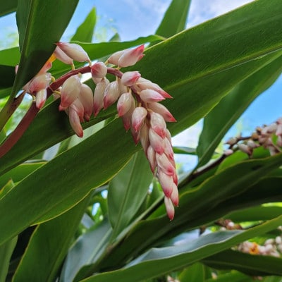 北大東月桃　抗菌エコ箸