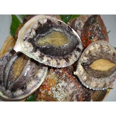 活あわび　約450g