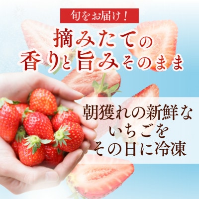 完熟冷凍いちご 1Kg BabyBerryFarm