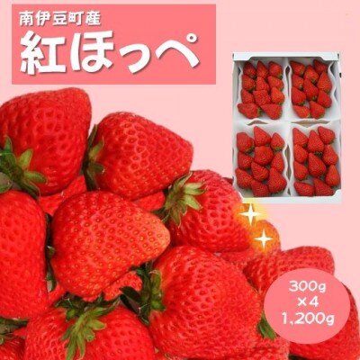完熟いちご(紅ほっぺ)300g4パック(DXパック)(第32回静岡県いちご果実 