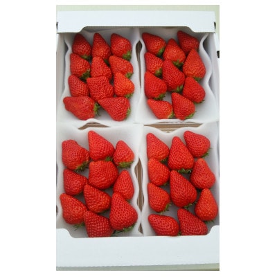 完熟いちご(紅ほっぺ)300g4パック(DXパック)(第32回静岡県いちご果実 