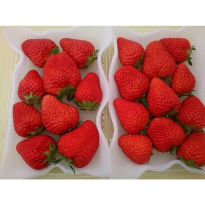 完熟いちご(紅ほっぺ)300g2パック(DXパック)(第32回静岡県いちご果実 