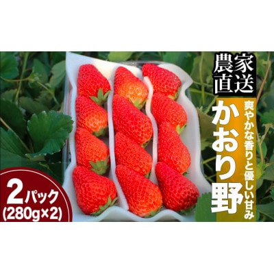 完熟いちご280g×2パック(DXパック)　かおり野【2025年発送】