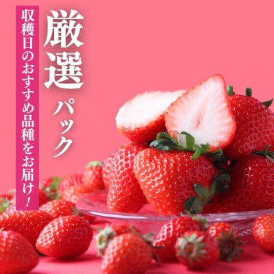 完熟いちご280g×4パック(DXパック)【2027年発送】