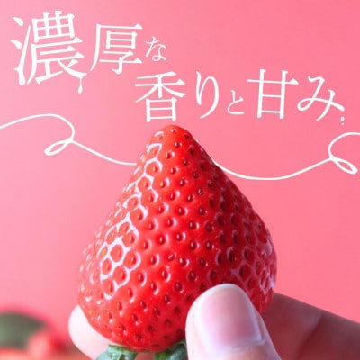 完熟いちご280g×4パック(DXパック)【2027年発送】