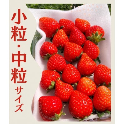 いちご(小粒中粒サイズ)(約230g×8パック) 【2027年発送】