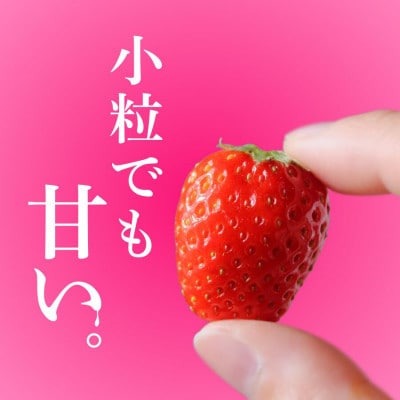 いちご(小粒中粒サイズ)(約230g×8パック) 【2027年発送】