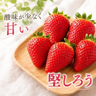 完熟いちご　堅しろう　280g×2パック(DXパック)【2027年発送】