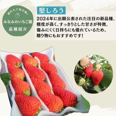 完熟いちご　堅しろう　280g×2パック(DXパック)【2027年発送】