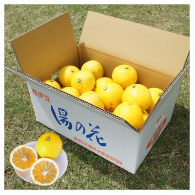 湯の花　伊豆の香りニューサマーオレンジ5kg箱