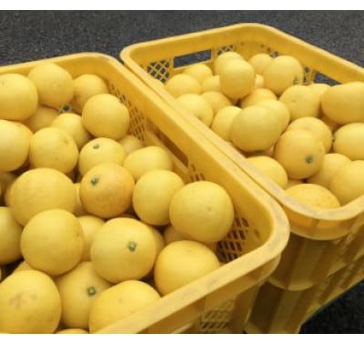 湯の花　伊豆の香りニューサマーオレンジ5kg箱
