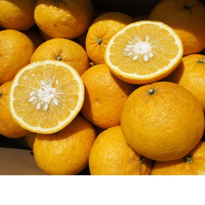 湯の花　初夏の香り甘夏10kg箱(20個前後)
