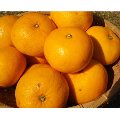 湯の花　初夏の香り甘夏10kg箱(20個前後)