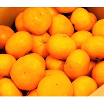 湯の花　温州みかん10kg箱
