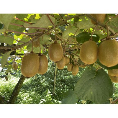 湯の花 キウイフルーツ 2kg(20玉前後)