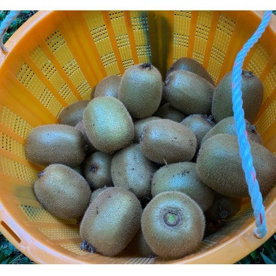 湯の花 キウイフルーツ 2kg(20玉前後)
