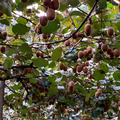 湯の花 キウイフルーツ 2kg(20玉前後)