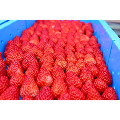 南伊豆町産　完熟冷凍いちご　紅ほっぺ　(1kg×1パック)