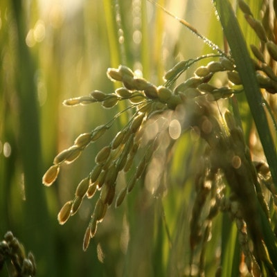 令和8年 北海道深川産 ななつぼし 5kg×2袋
