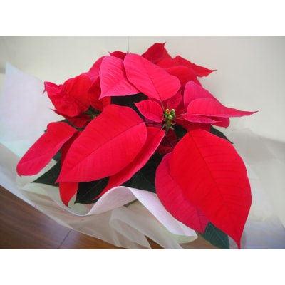 贈答用 ポインセチア 鉢植え 5号鉢(15cm鉢) 2025年12月上旬から順次発送 赤 レッド 