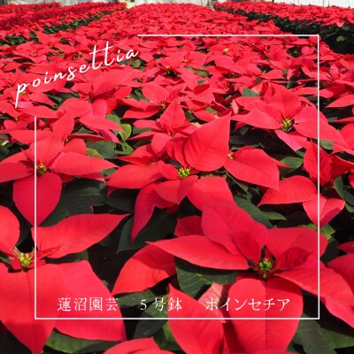 贈答用 ポインセチア 鉢植え 5号鉢(15cm鉢) 2025年12月上旬から順次発送 赤 レッド 
