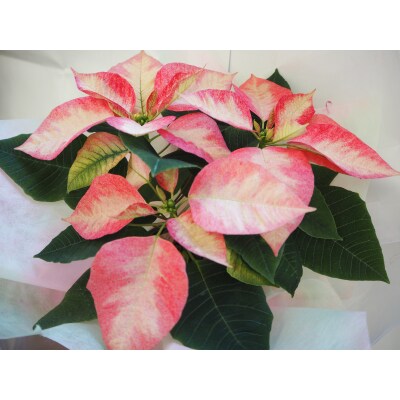 贈答用 ポインセチア ピンク系 鉢植え 5号鉢(15cm鉢) 2025年12月上旬から順次発送