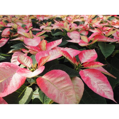 贈答用 ポインセチア ピンク系 鉢植え 5号鉢(15cm鉢) 2025年12月上旬から順次発送