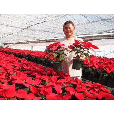 贈答用 ポインセチア ピンク系 鉢植え 5号鉢(15cm鉢) 2025年12月上旬から順次発送