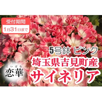 【恋華】サイネリア　5号(15cm鉢)　ピンク