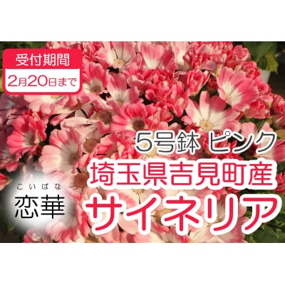 【恋華】サイネリア　5号(15cm鉢)　ピンク