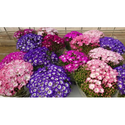 【恋華】サイネリア　5号(15cm鉢)　ピンク