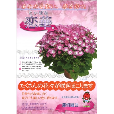 【恋華】サイネリア　5号(15cm鉢)　ピンク