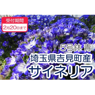サイネリア　5号(15cm鉢)　【青】