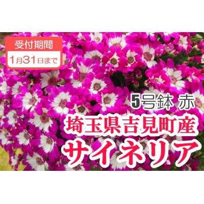 サイネリア　5号(15cm鉢)　【赤】