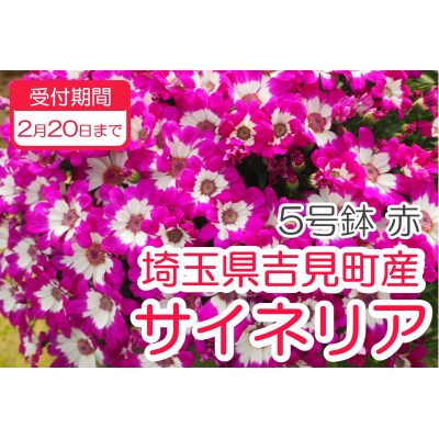 サイネリア　5号(15cm鉢)　【赤】