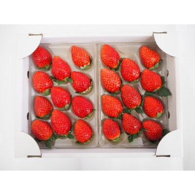 特選「吉見いちご」【やよいひめ】