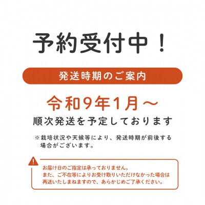 埼玉県吉見町 吉見いちご【特撰】あまりん 3L規格以上・2パック|産地直送 
