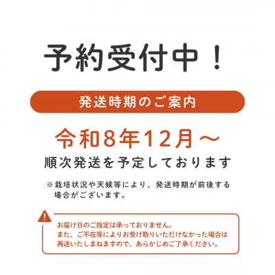 埼玉県吉見町 吉見いちご【特撰】品種おまかせ 3L規格以上・2パック|産地直送
