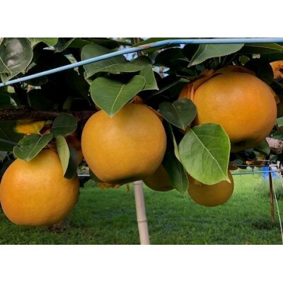 梨の産地 埼玉県東松山の美味しい梨
